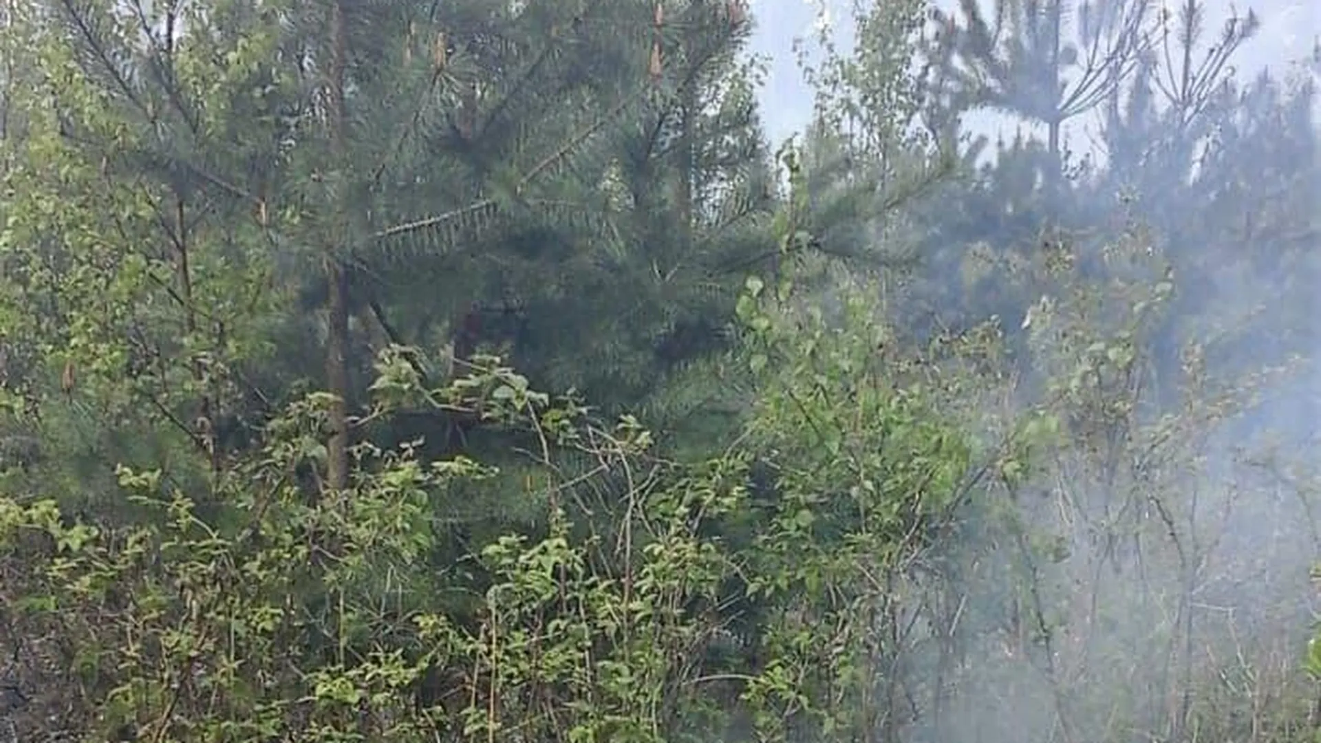Три лесных пожара в один день ликвидировали в Балашихе