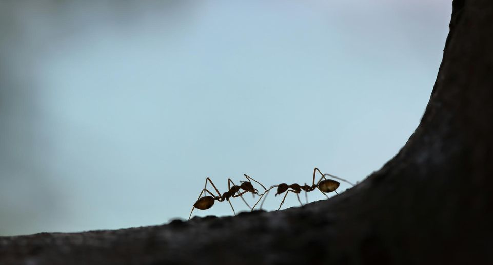 В Канаде ученые научились отпугивать клещей феромонами муравьев