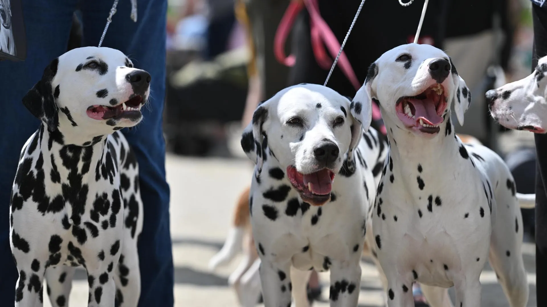 Выставка в Подмосковье собрала около 7,5 тыс титулованных собак из 53 стран мира