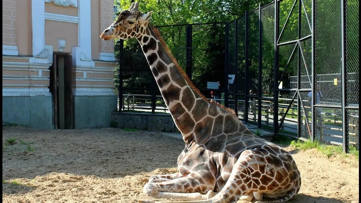 В Московском зоопарке скончался 30-летний жираф Самсон