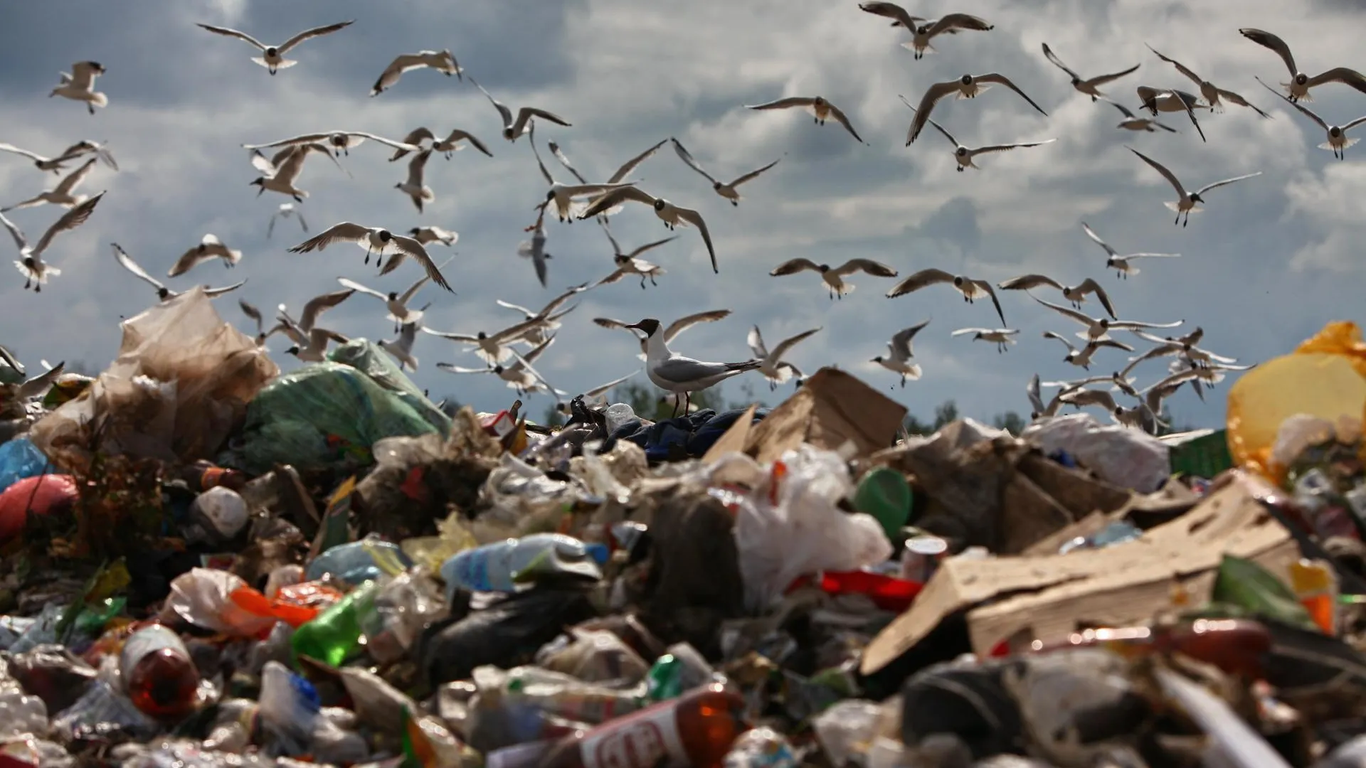 Необходимо создать несколько крупных компаний по утилизации мусора