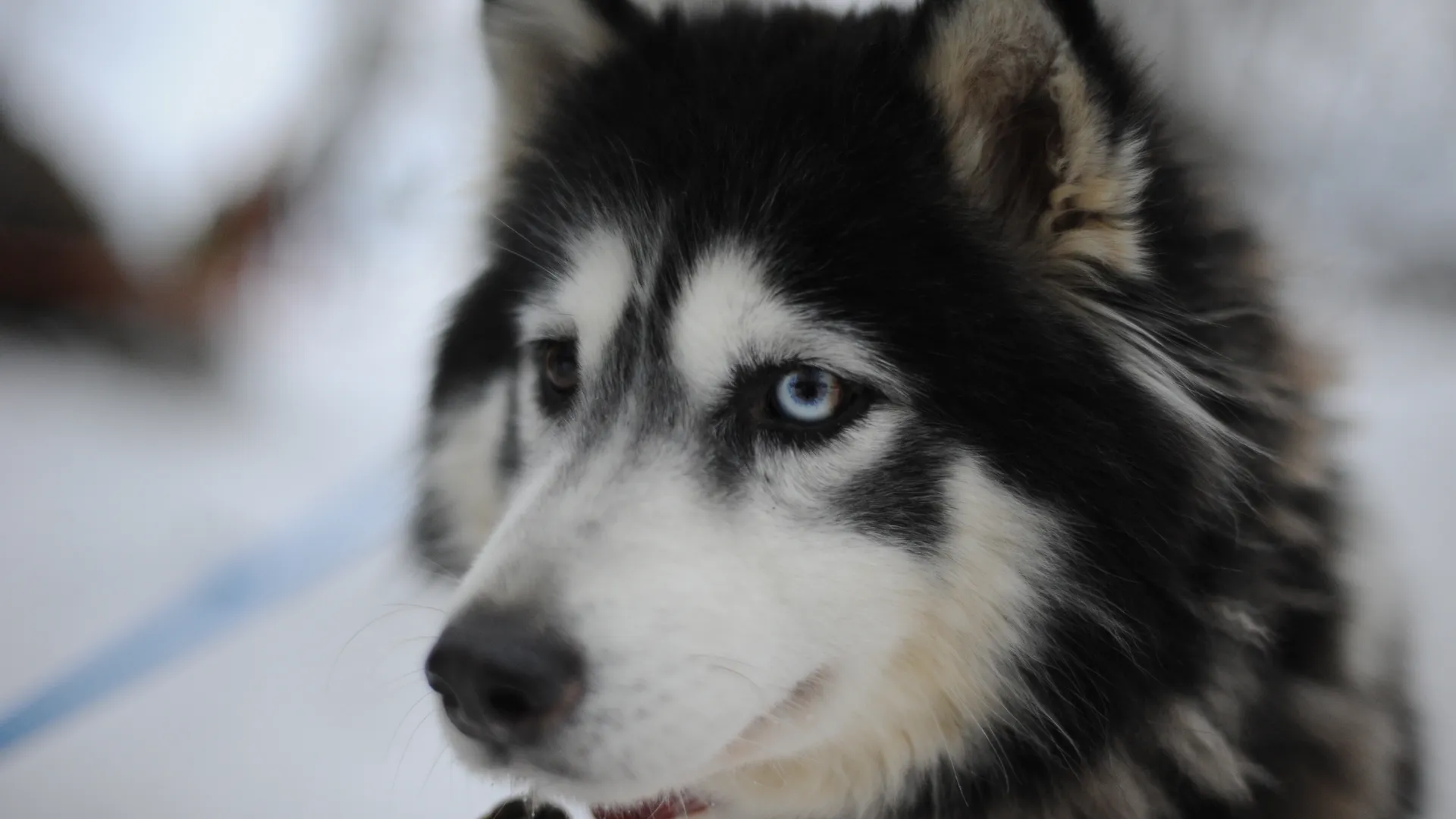 Собака спасла жизнь ночевавшего на морозе в лесу ребенка в Приморье