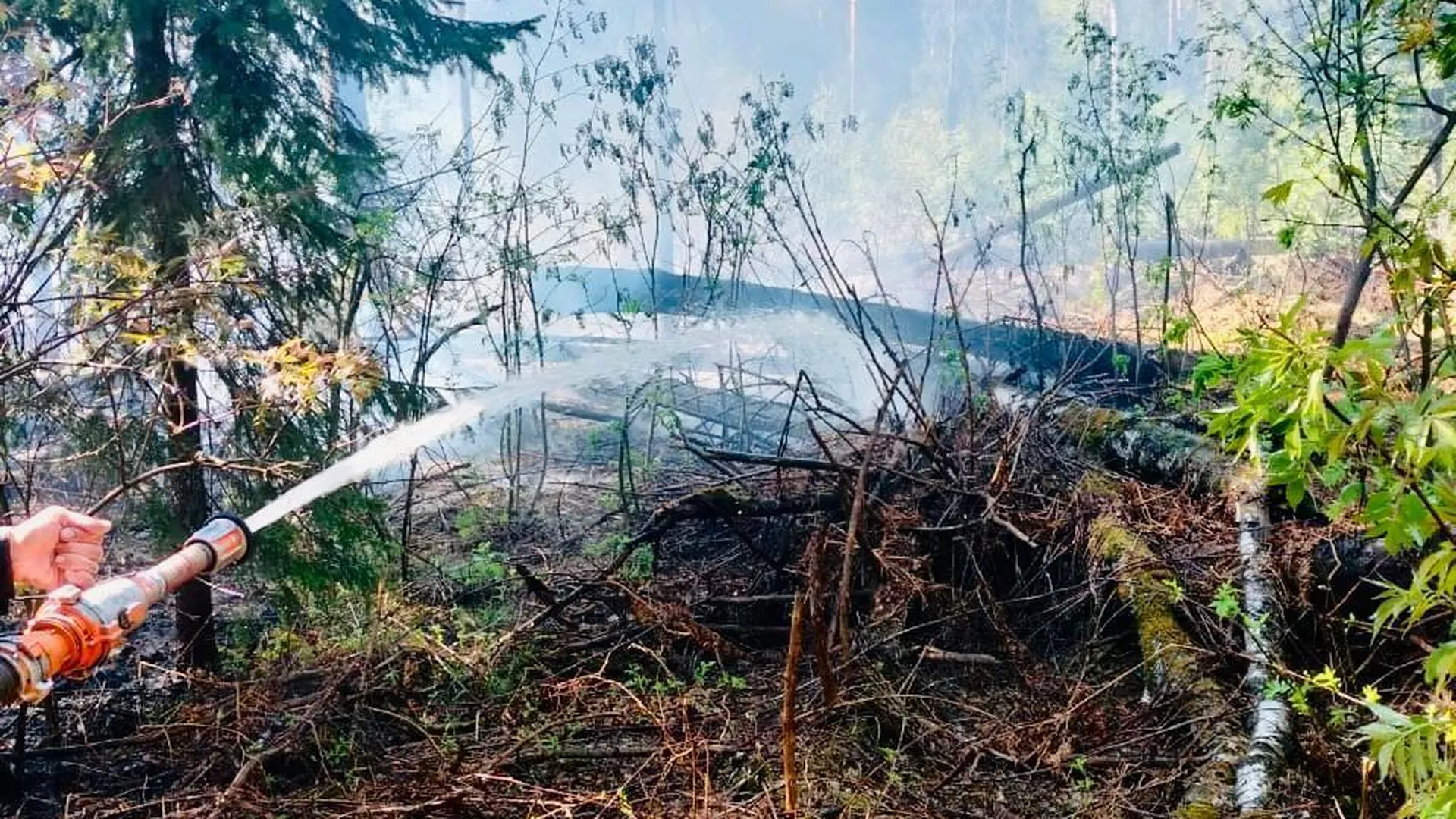 Лесной пожар ликвидировали на территории Орехово-Зуева