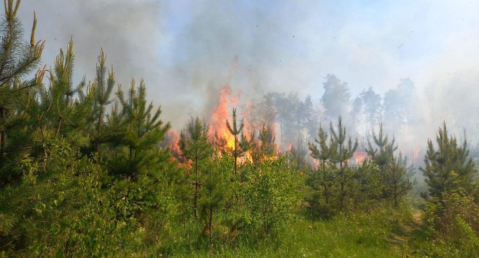 Лесной пожар ликвидирован в Балашихе