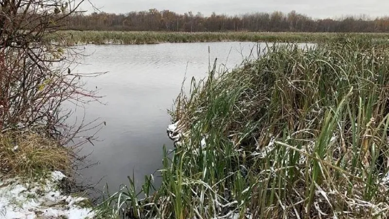 Пушкинскому предпринимателю не удалось получить землю в водоохранной зоне