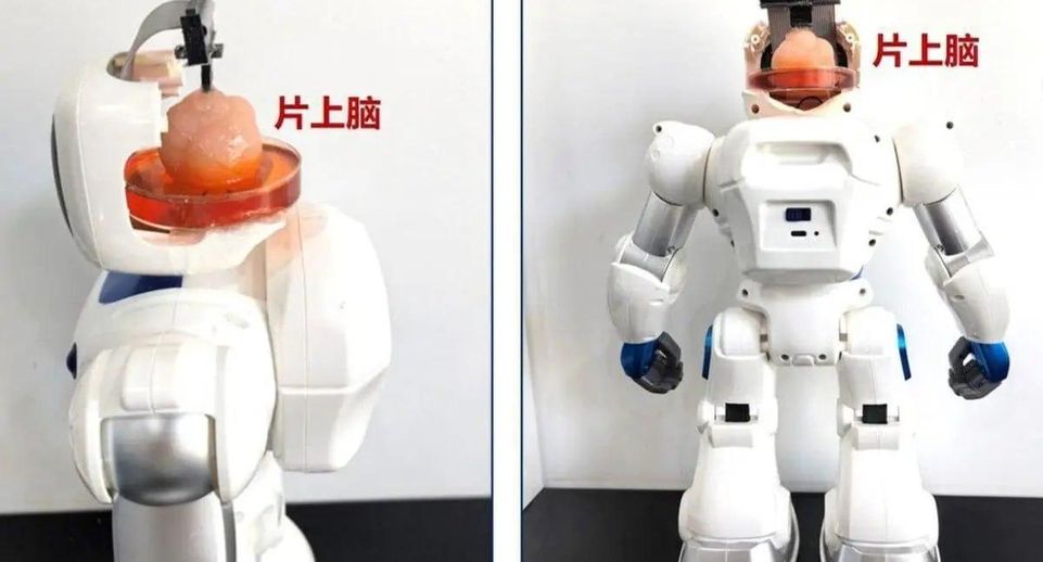 South China Morning Post: создан робот, управляемый клетками мозга человека