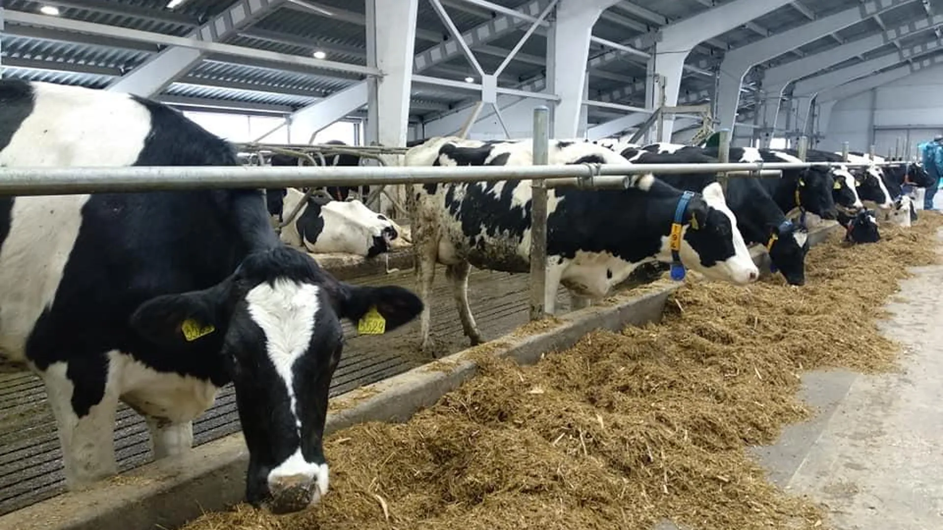 В Орехово‑Зуеве может появиться молочная ферма на 2 тыс голов скота