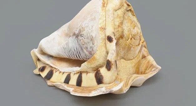 Морские раковины пополнили коллекцию музея КПО в Подмосковье