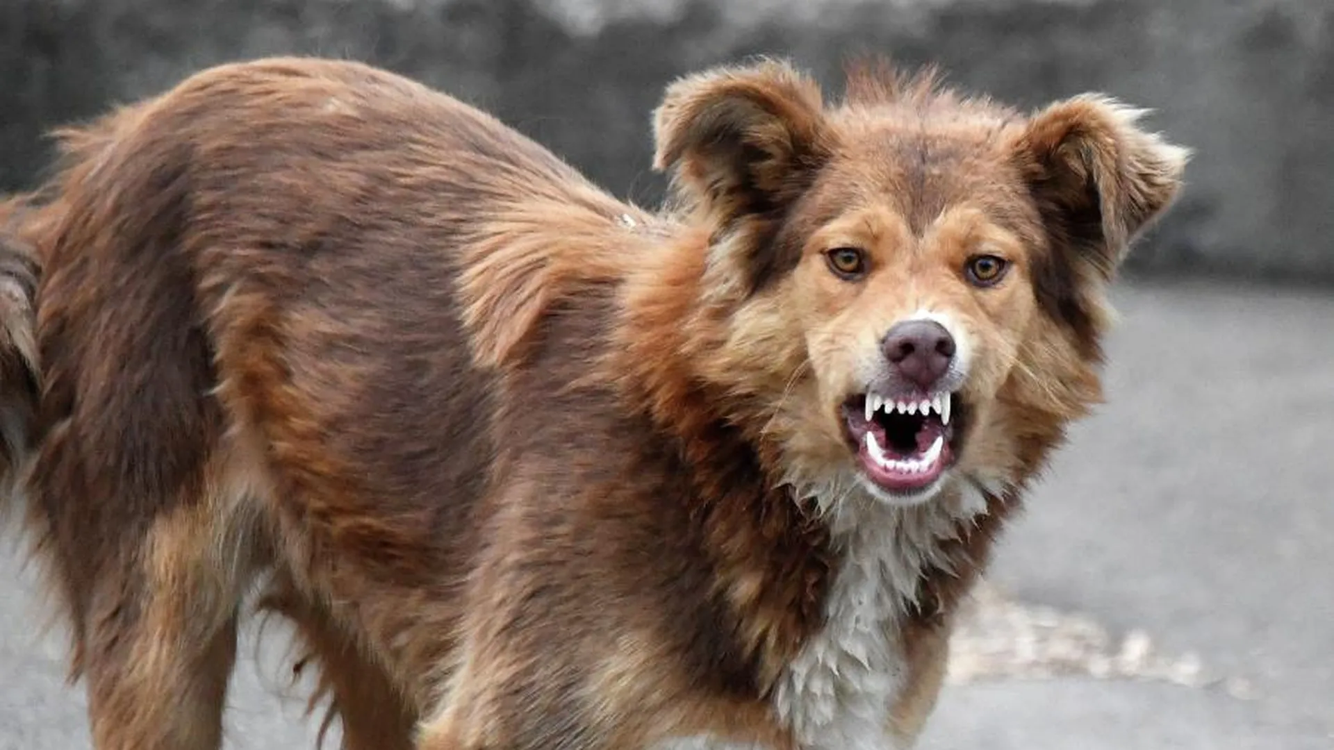 Бесконечные споры: как решить проблему нападения бродячих собак на людей
