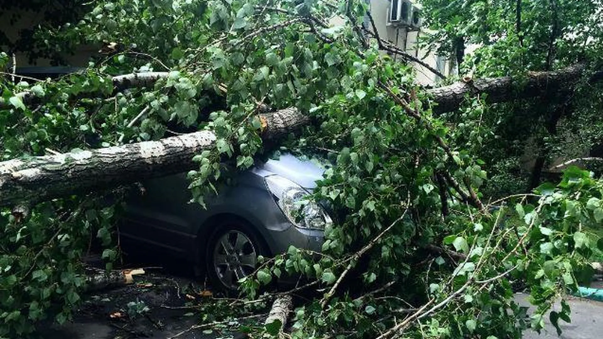 Водителей в Москве попросили не парковаться под деревьями во время ливня и  урагана | РИАМО