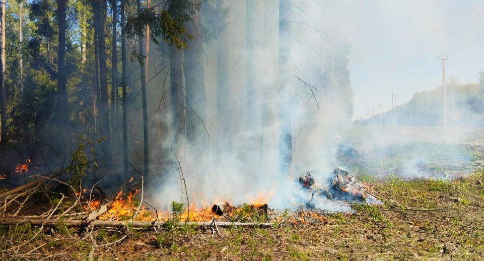 Жителям Подмосковья ограничили посещение лесов на большей части региона