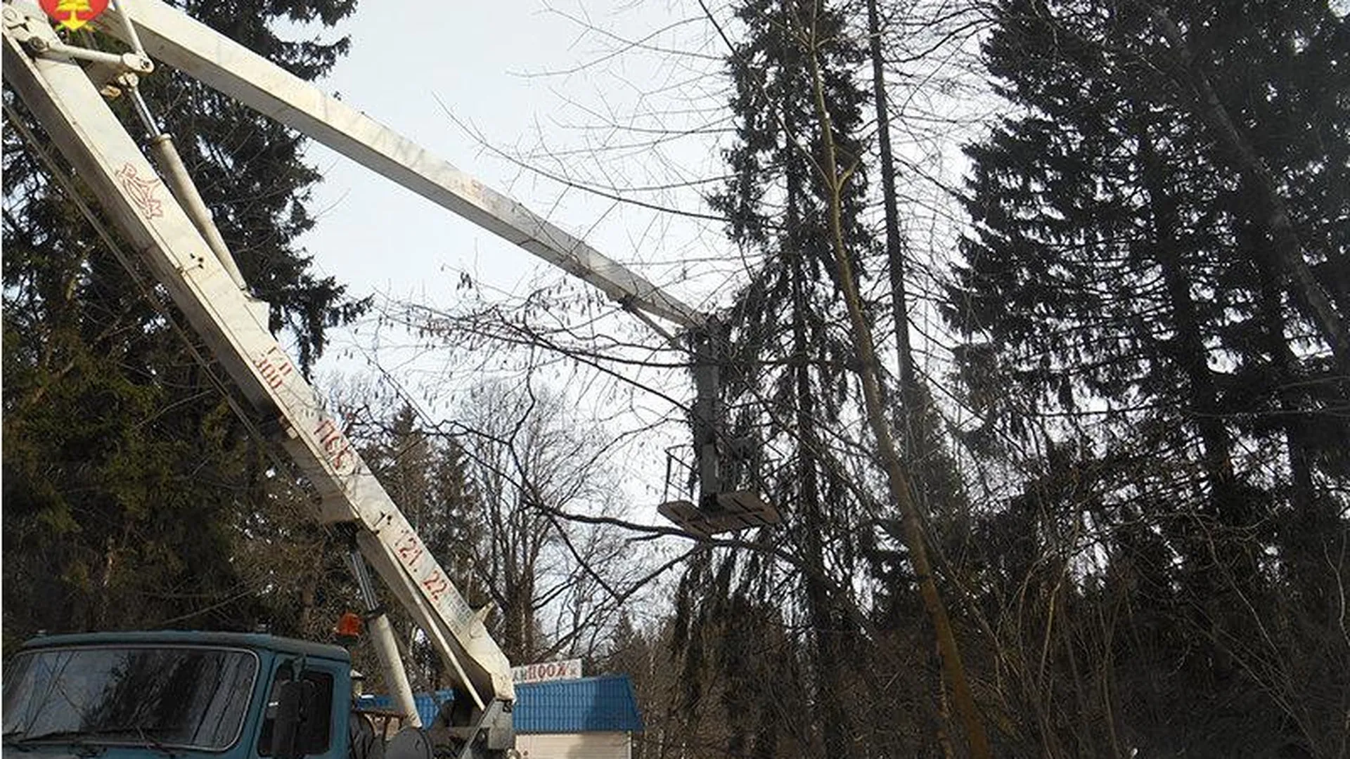 Ель спилили около парковки в Сергиево-Посадском районе по просьбе жителей |  РИАМО