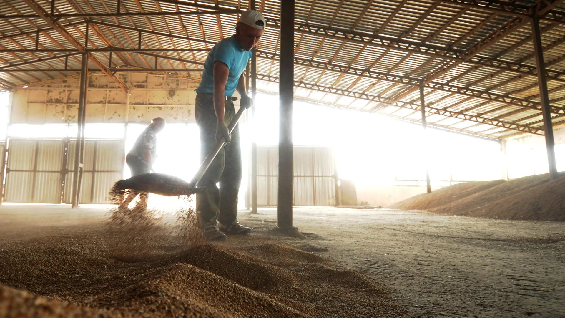 Объем производства зерна в Сергиево-Посадском районе вырос на треть