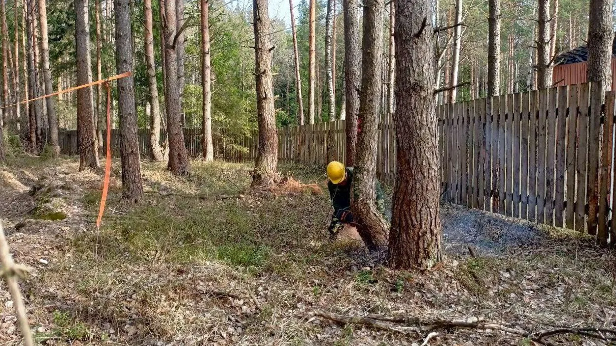 Более 400 аварийных деревьев убрали в лесах Подмосковья с начала года