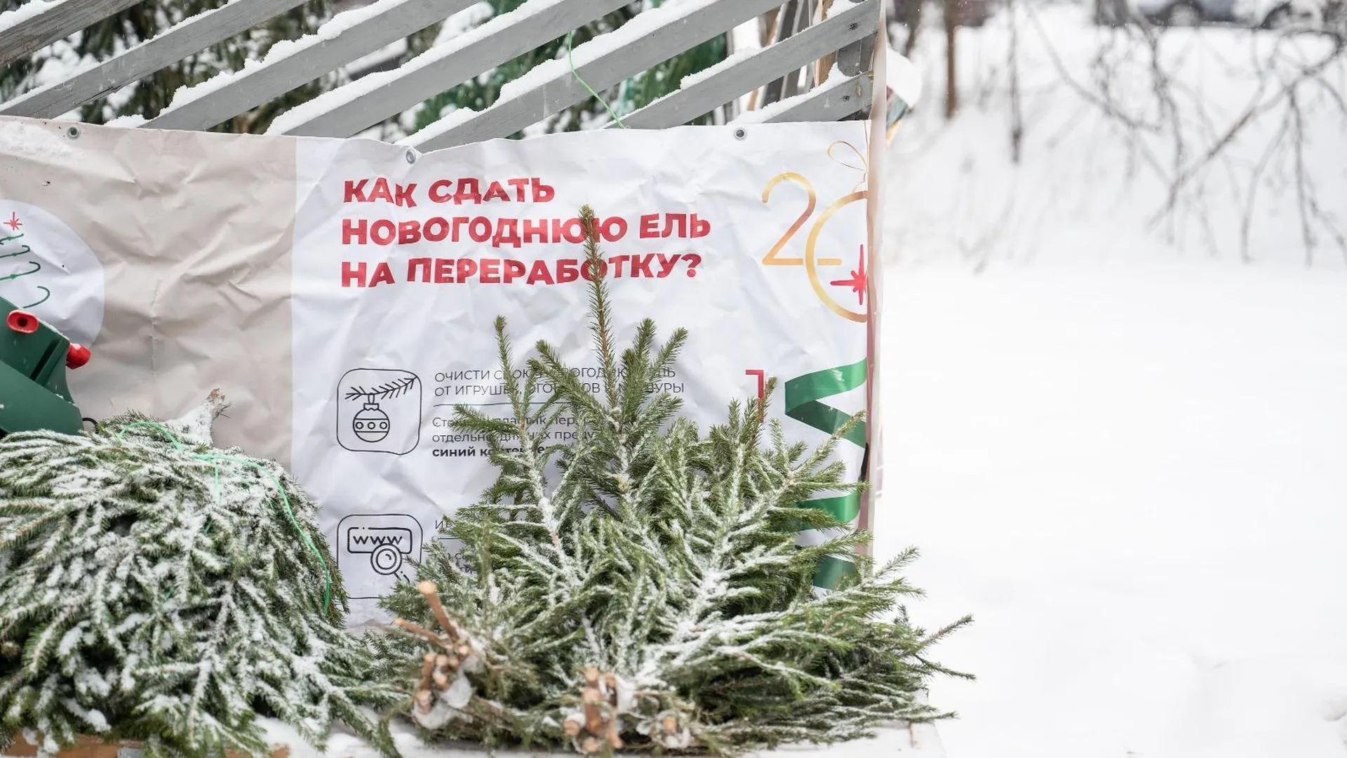 В Ленинском округе 15 января стартует акция «Подари своей елке вторую жизнь»