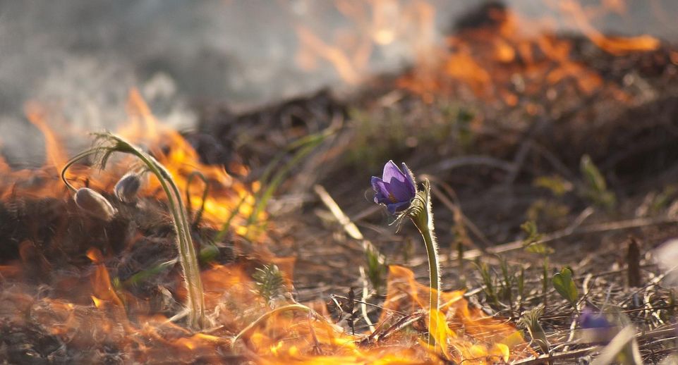 Зампред правительства Подмосковья напомнил об опасности сжигания травы