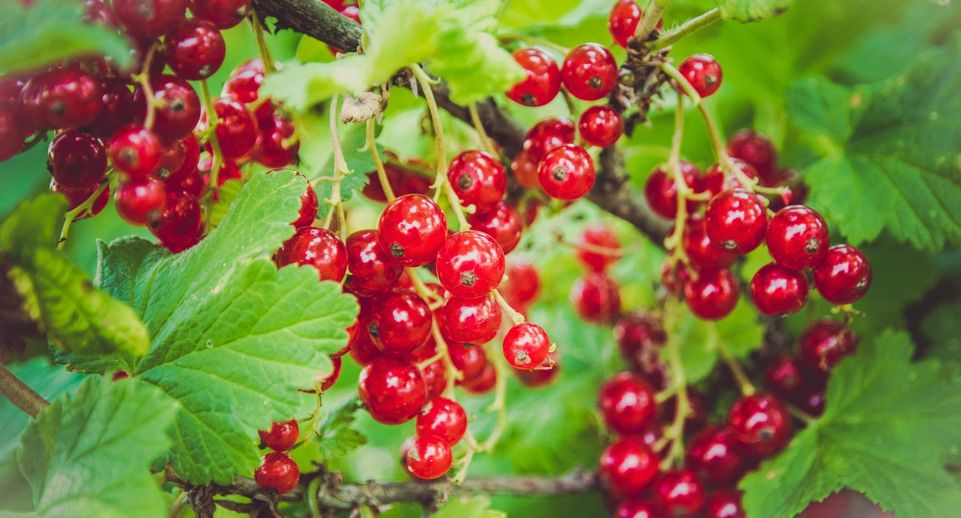 Врач Михалева рассказала о ягоде, которая защищает от развития рака