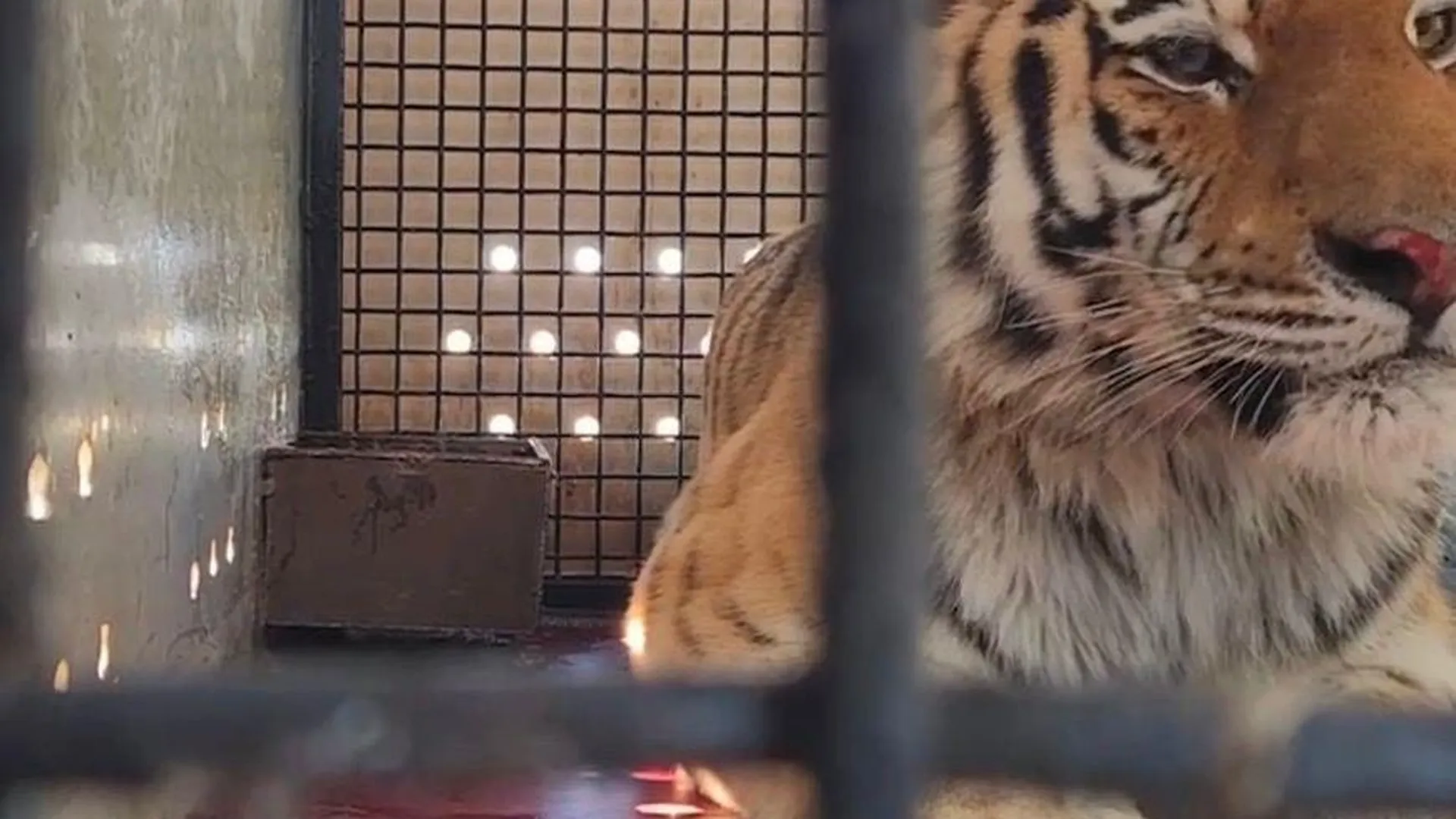 Амурского тигра приняли на реабилитацию в зоопитомник под Волоколамском