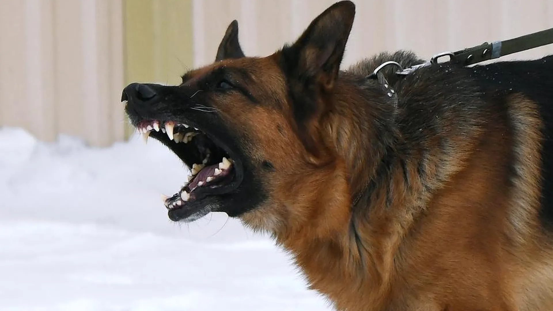 В Петербурге впервые оштрафовали хозяйку собаки, укусившей человека