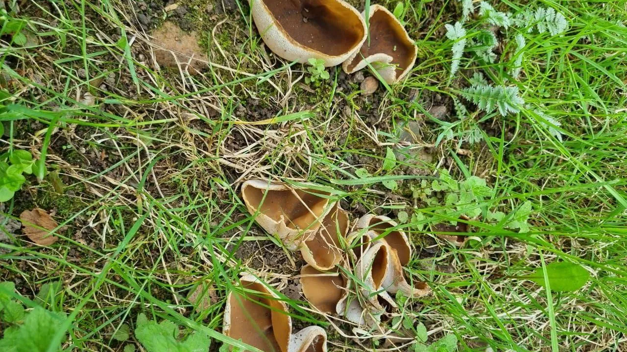 В лесах Подмосковья появились новые грибы