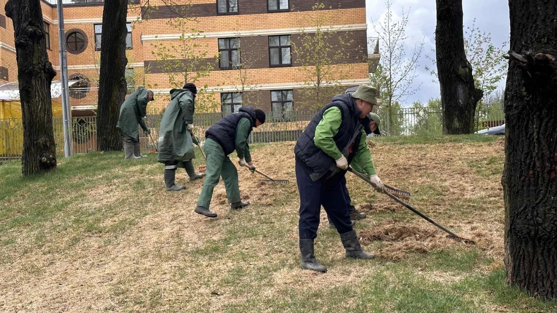 В одинцовском в парке «Союзный» чистят газон
