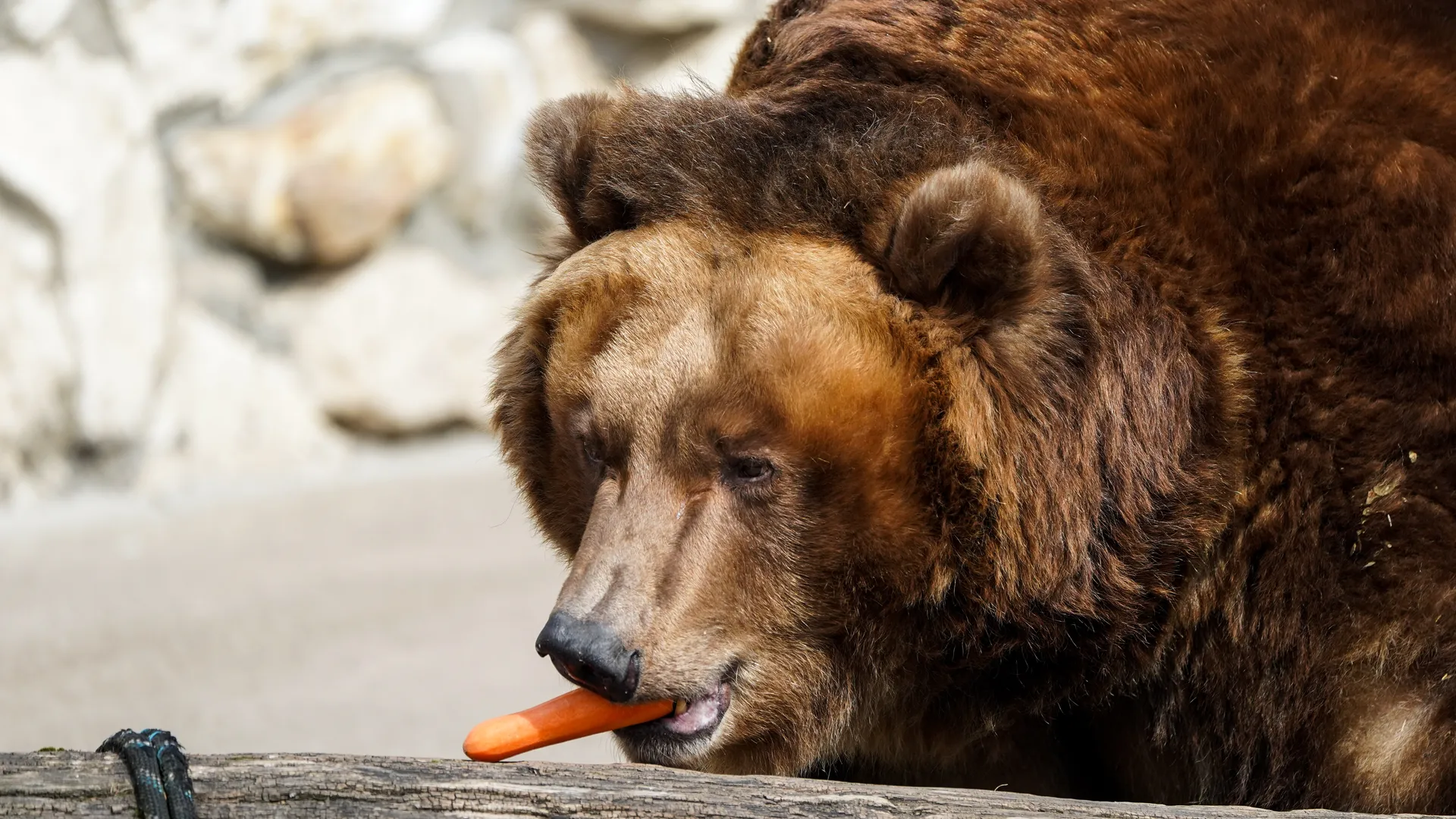 Бурый медведь Гром вышел из спячки в Московском зоопарке