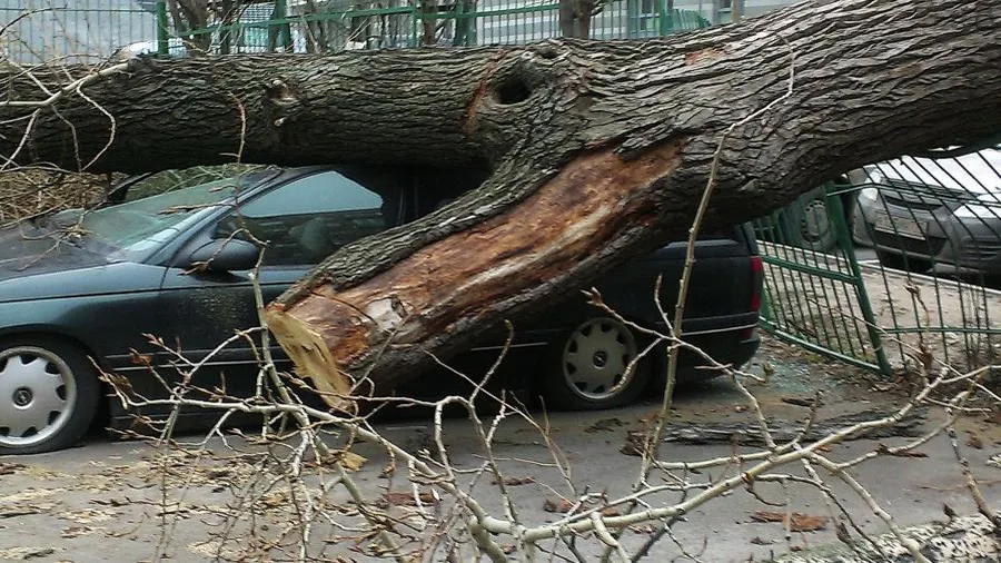 Городские службы ликвидировали последствия штормового ветра в Москве