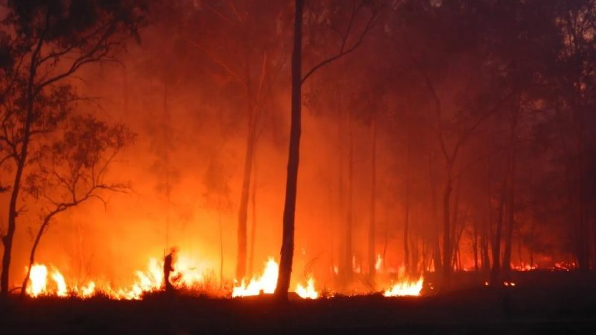 Лесные пожары в ЦФО уже прошли территорию втрое больше, чем в 2014 году