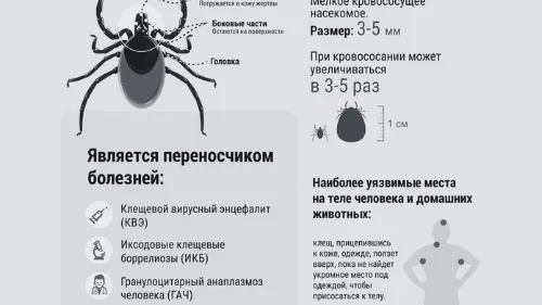 Врачи-дерматовенерологи предупреждают об активизации клещей в Подмосковье