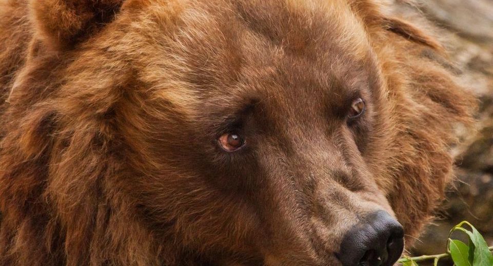 В Дмитровском округе заметили бурого медведя