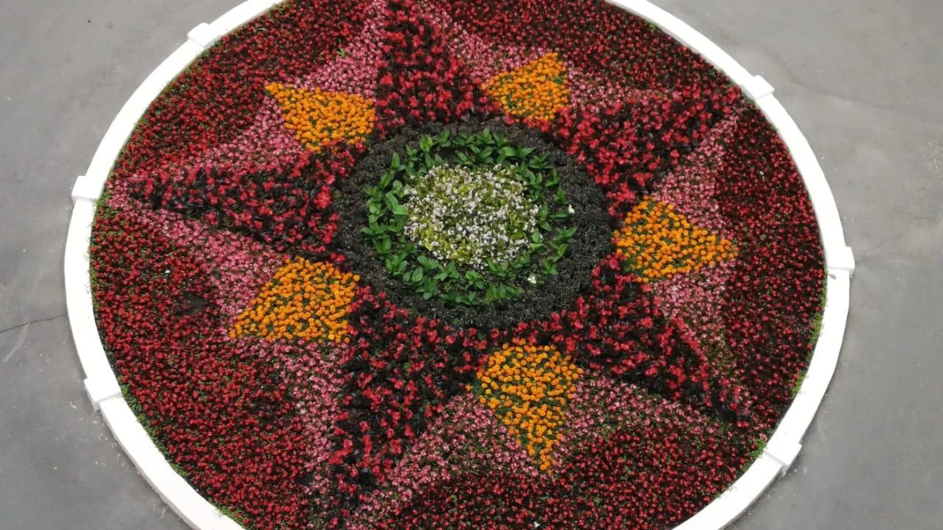 В Люберцах планируют высадить более 230 тыс однолетних цветов