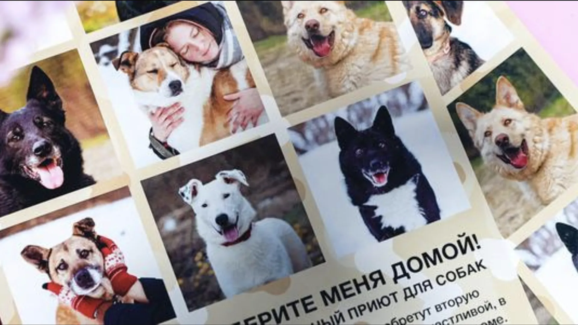 В Химках провели благотворительную акцию в поддержку животных из приютов