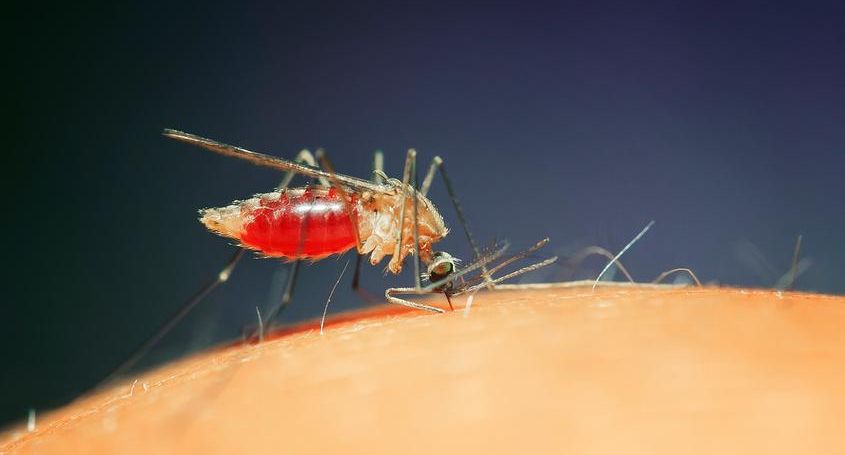 В Нижегородской области жителей заразили комары с лихорадкой Западного Нила