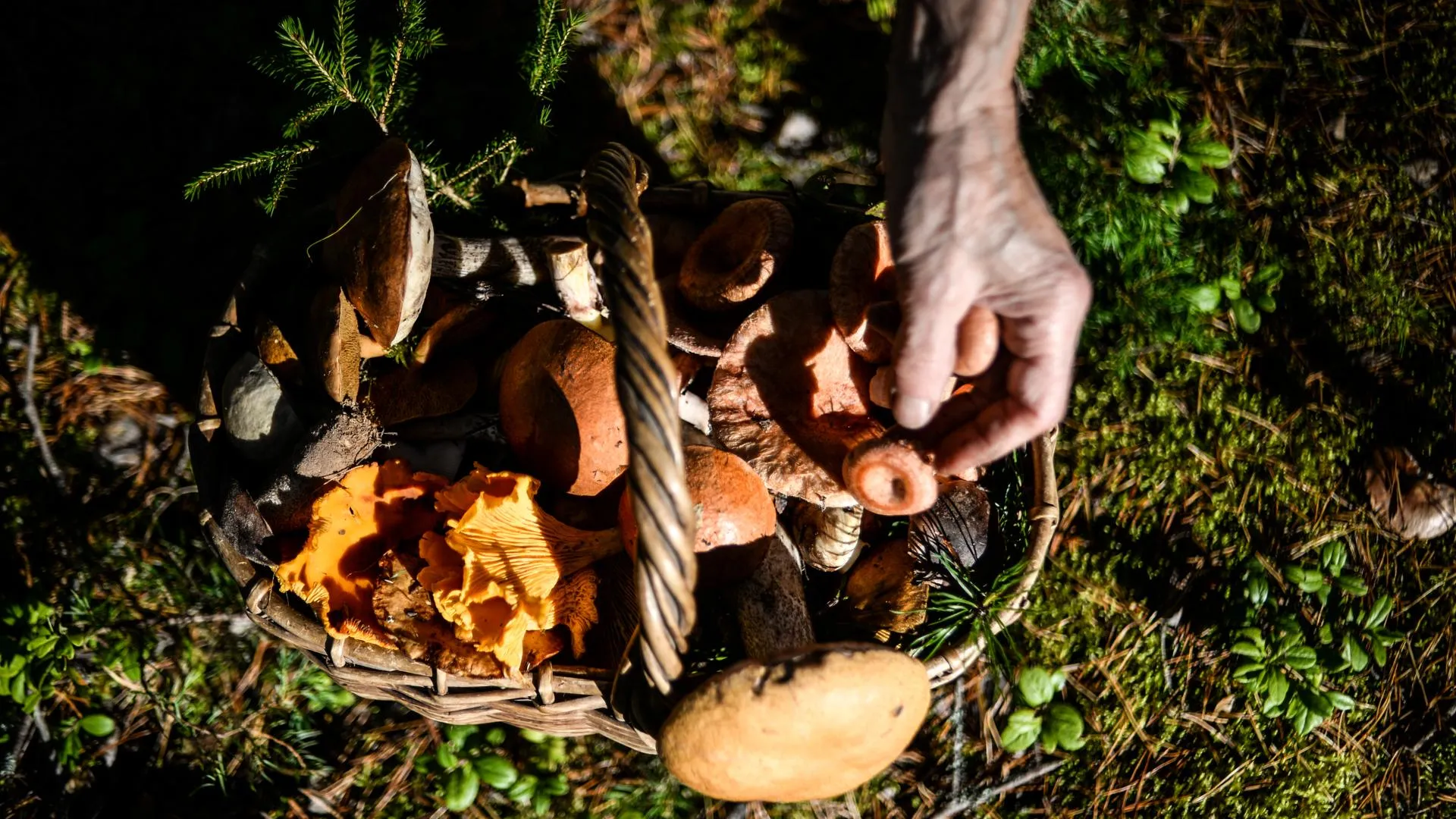 В Чехове спасли потерявшихся в лесу грибников