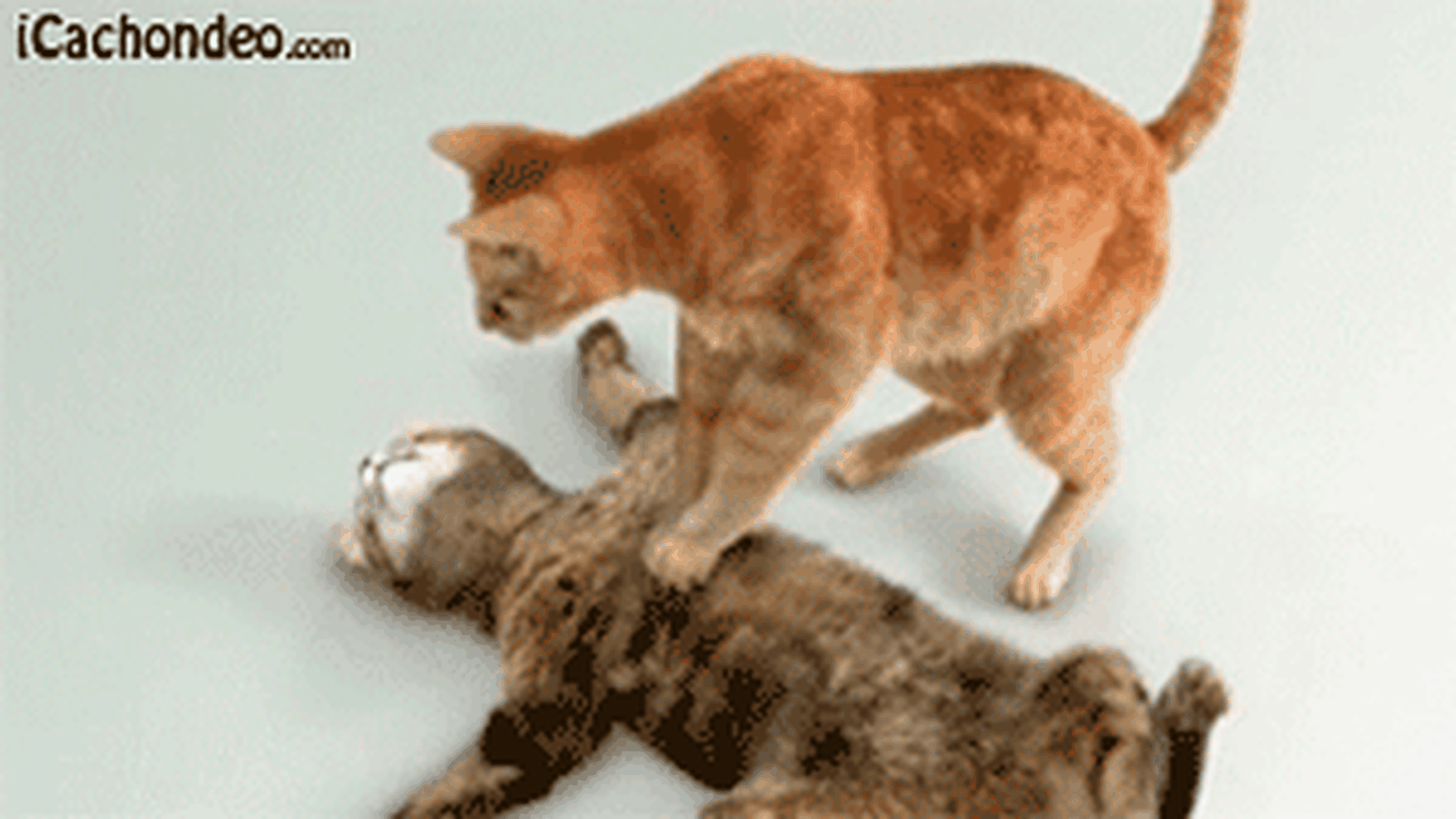 Cat Wrong Hole