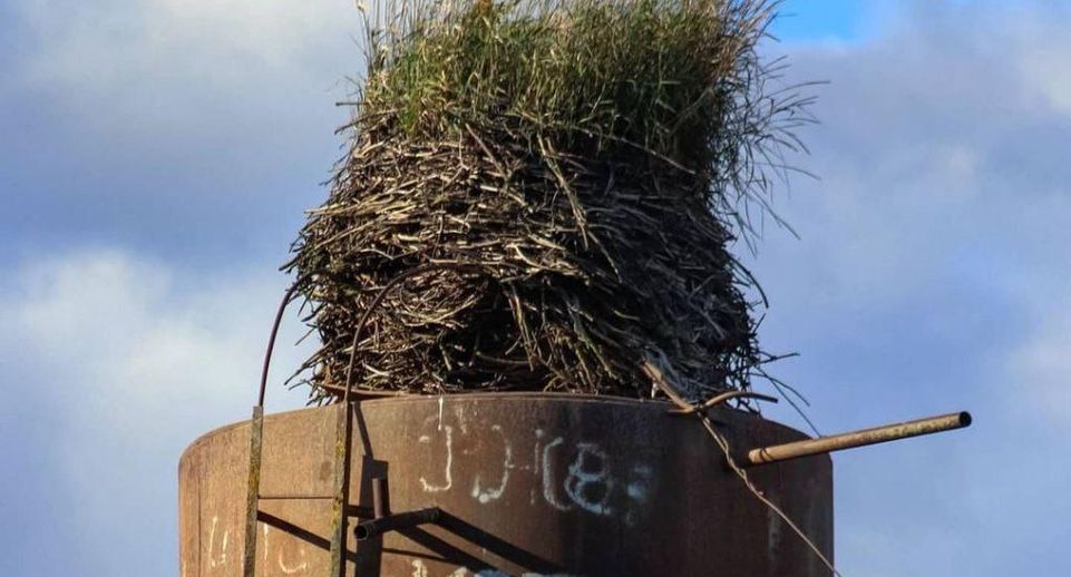 Памятник природы «Гнездо белого аиста» в Подмосковье поставлен на кадастр