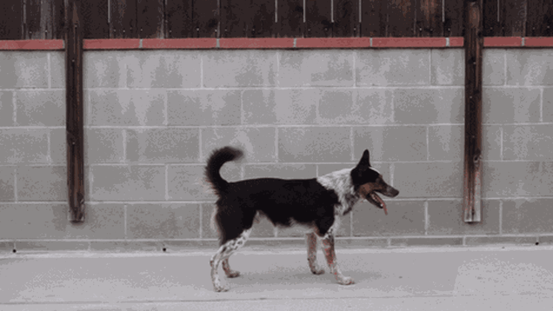 Как научить собаку кувырку. Команда лежать для собак. Собака делает кувырок. Анимация потягушки. Как научить собаку команде прыгать.