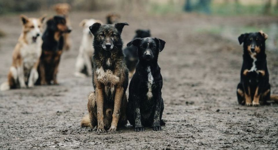 Около 160 бродячих собак отловили в Щелкове за I квартал 2024 года