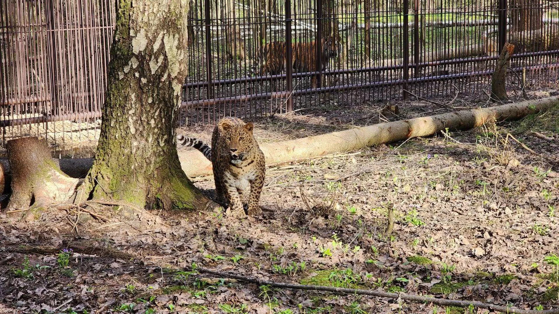 Леопарда Леопольда выпустили на территорию парка тигров в Можайске