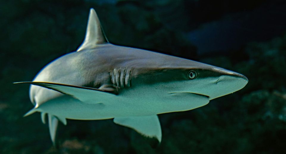Три пляжа в Испании закрыли из-за угрозы нападения акул на туристов