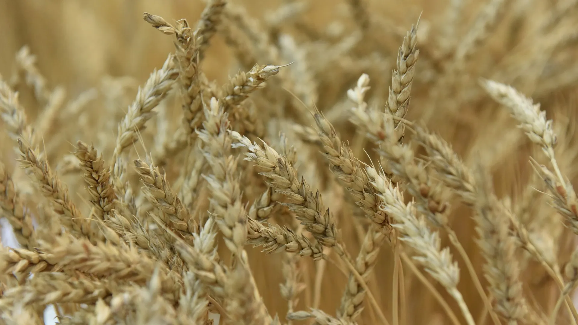 Глава Зернового союза предсказал падение экспорта пшеницы из РФ до 40 млн тонн