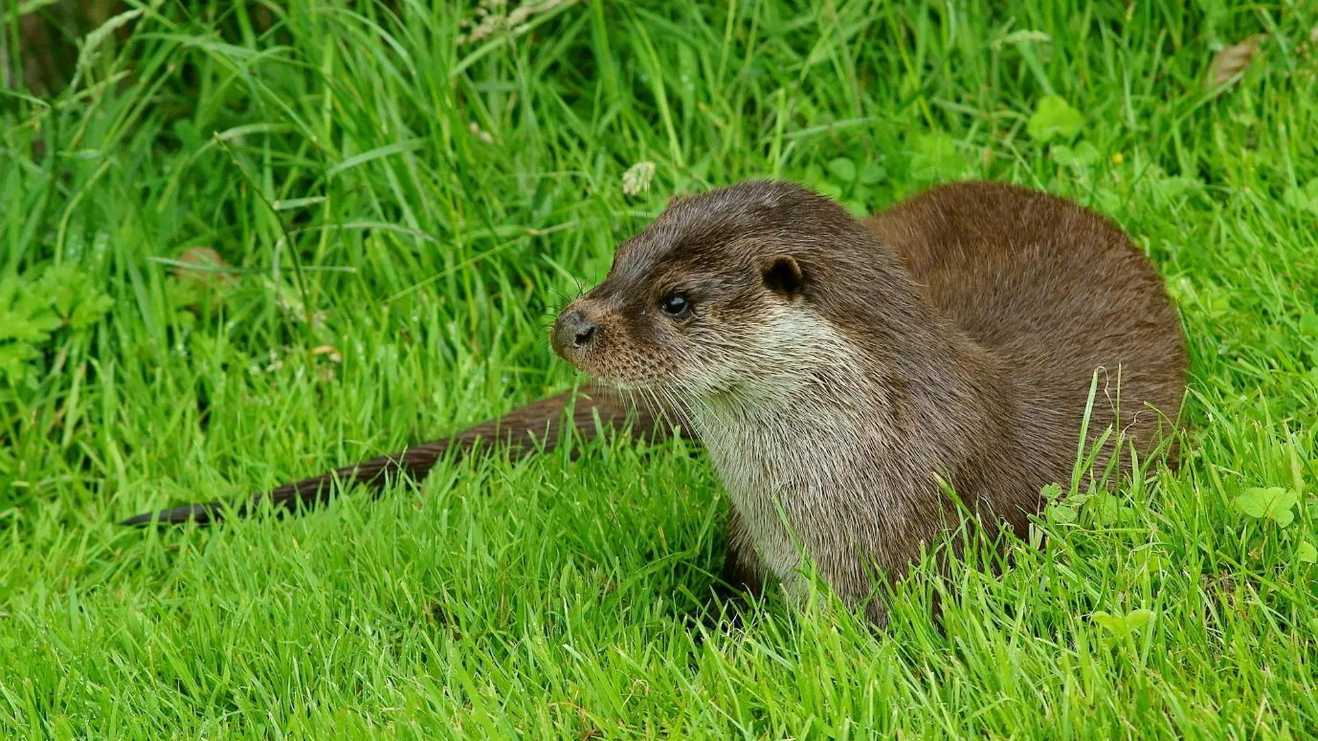 Peter Trimming from Croydon, England. Young Otter (1), CC BY 2.0