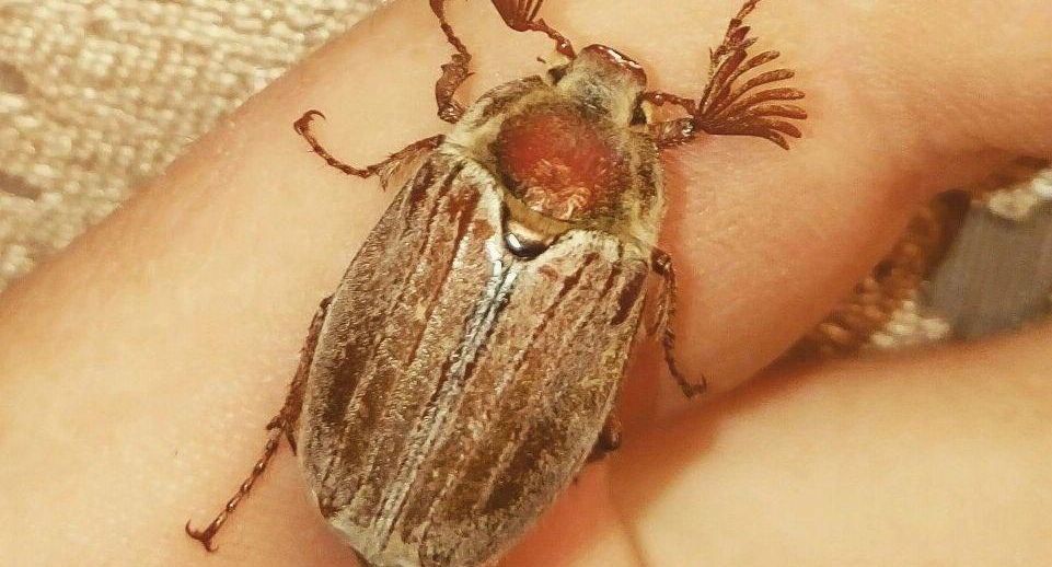 В Подмосковье просят не отлавливать майских жуков для избежания вреда экосистеме