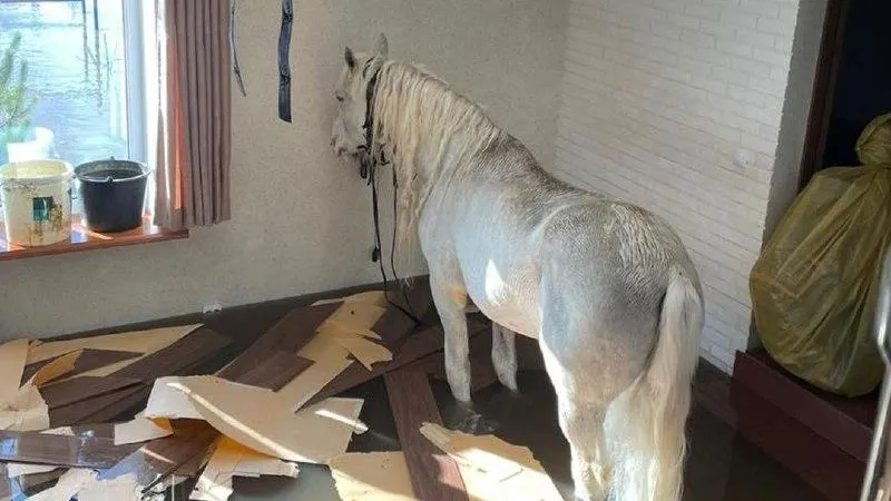 Фото: оренбуржцы поселили на своем балконе чужую лошадь, спасая ее от наводнения
