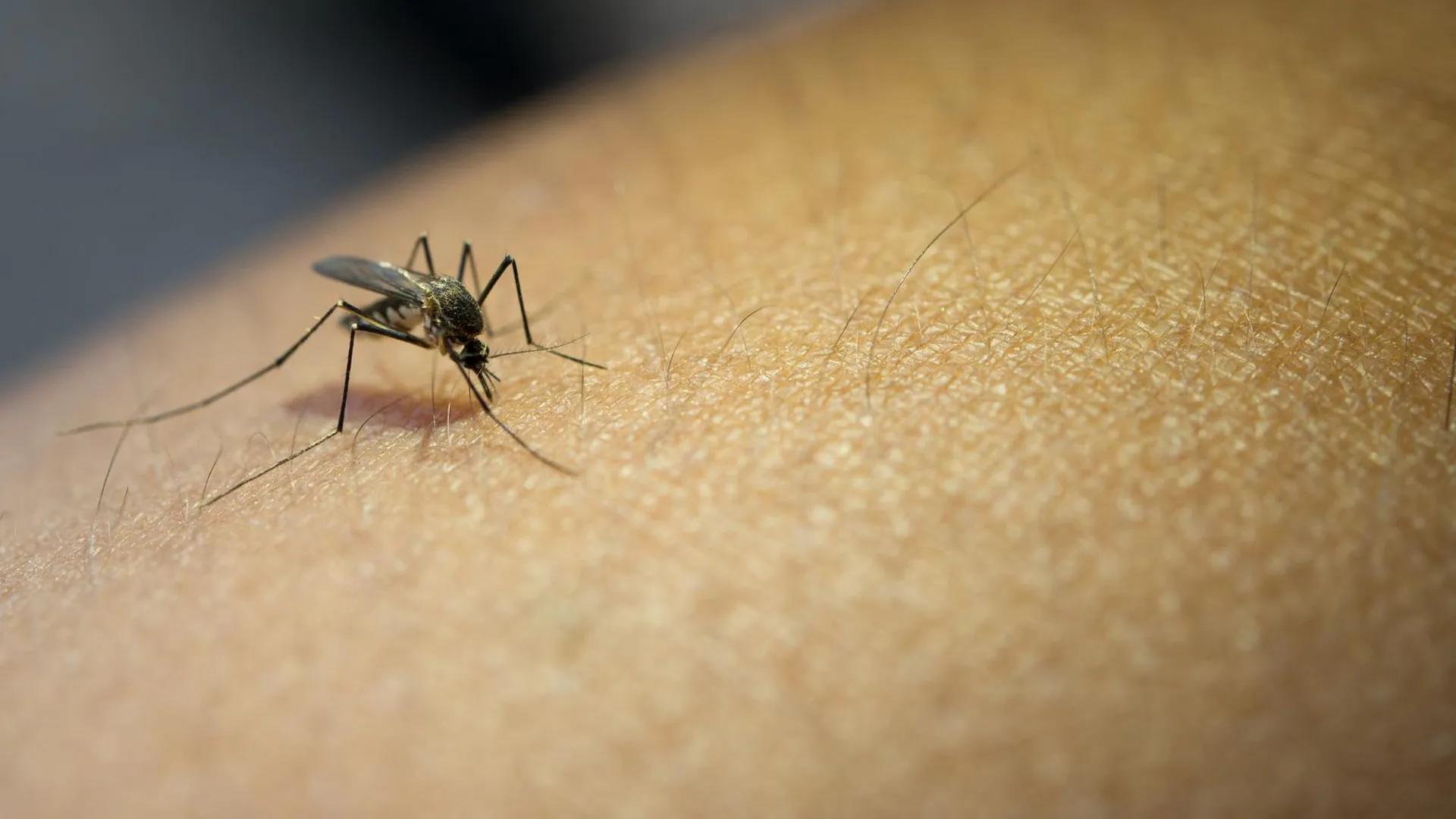 В России обнаружили 47 новых вирусов, которые переносят комары