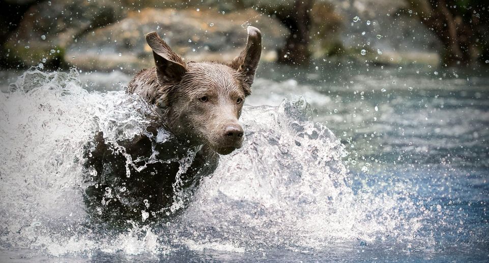 Кинологи объяснили, почему категорически нельзя купать собак в городских прудах