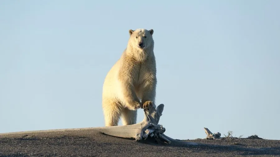 Нейросеть для наблюдения за белыми медведями создают в Ленинградском зоопарке