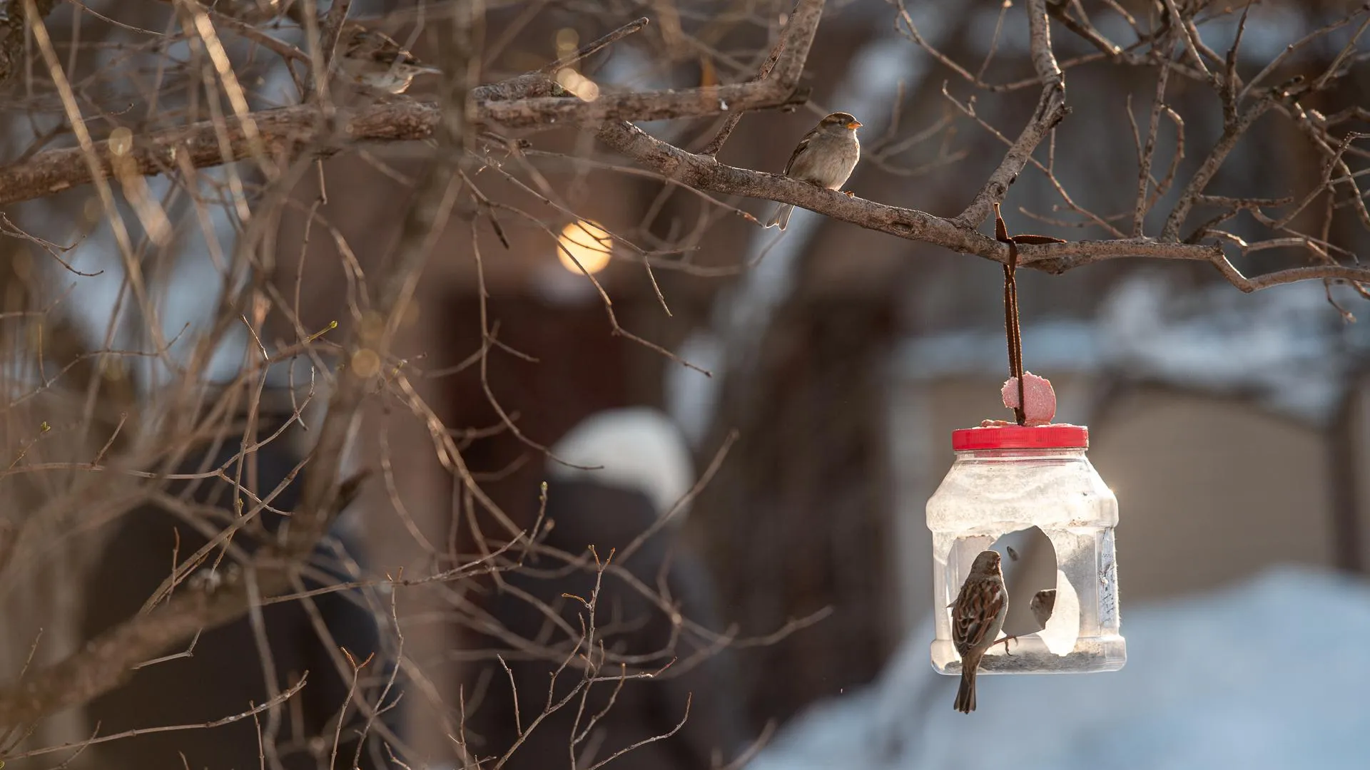 Первые птицы вернутся в Московский регион в конце февраля – орнитолог Коблик