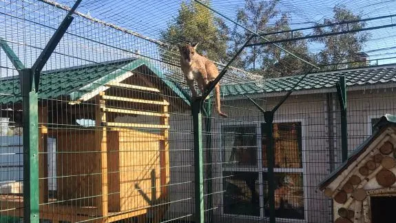 Диких животных с жилого участка изъяли в Одинцове по требованию прокуратуры