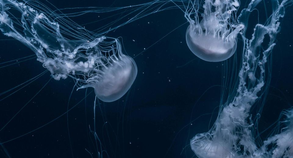 SHOT: в Анапе началось нашествие медуз